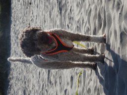 Wangerland 2024